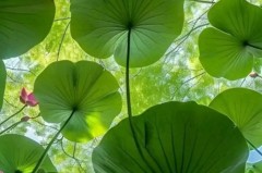 9月5日竞彩足球！世预赛：丹麦VS苏格兰